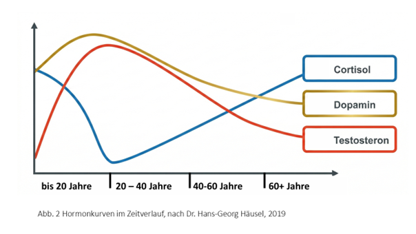 Abbildung2: Hormonkurven im Zeitverlauf, nach Dr. Hans-Georg Häusel, 2019. Abbildung: Christian Bernhardt